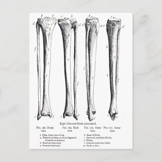 Fibula & Tibia Postcard | Zazzle