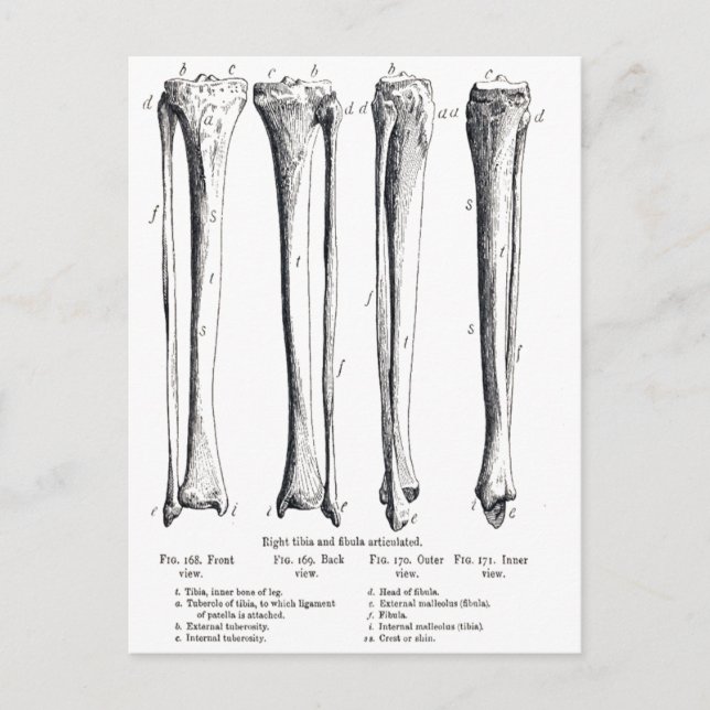 Fibula & Tibia  Postcard (Front)