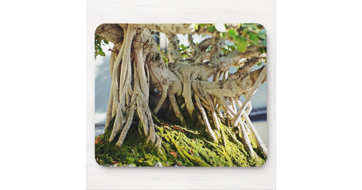 Ficus Banyan Bonsai Tree Roots Mouse Pad | Zazzle.com
