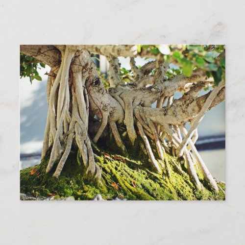 Ficus Banyan Bonsai Tree Roots Postcard