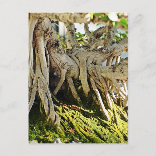 Ficus Banyan Bonsai Tree Roots Postcard