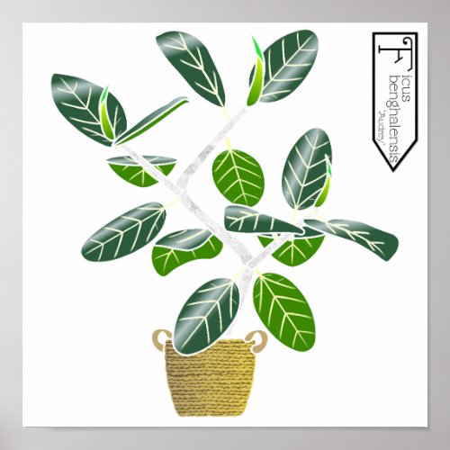 Ficus benghalensis Audrey Fig Tree Poster Print