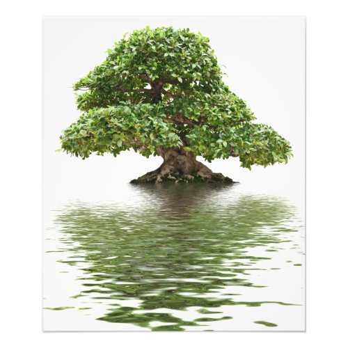 Ficus bonsai photo print