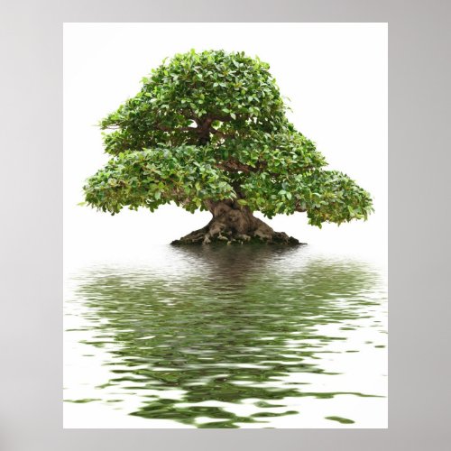 Ficus bonsai poster
