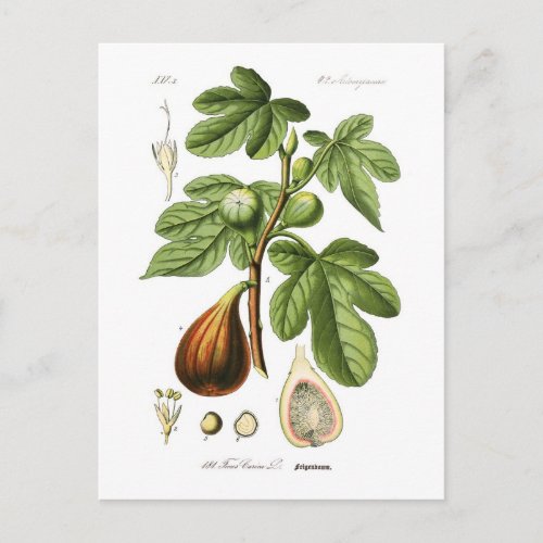 Ficus carica Fig Postcard