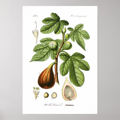 Ficus carica Fig Poster