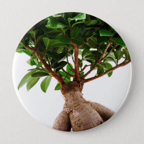 Ficus Ginseng Button