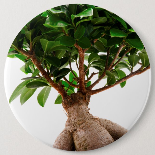 Ficus Ginseng Button (Front)