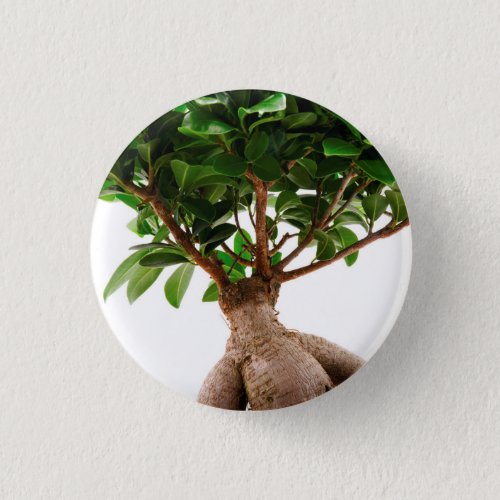 Ficus Ginseng Button