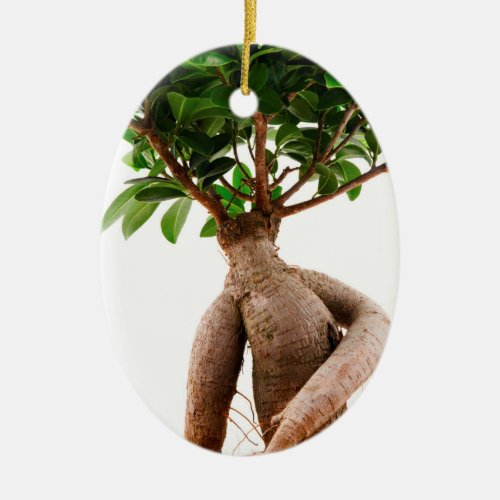 Ficus Ginseng Ceramic Ornament