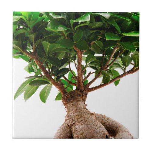 Ficus Ginseng Ceramic Tile