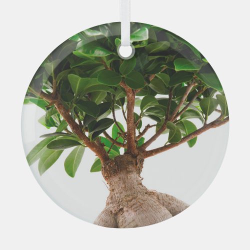 Ficus Ginseng Glass Ornament