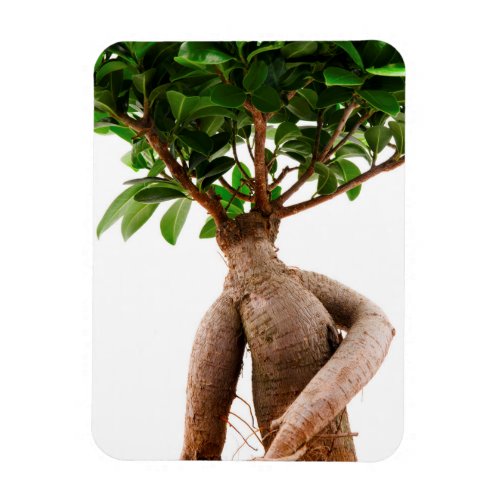Ficus Ginseng Magnet