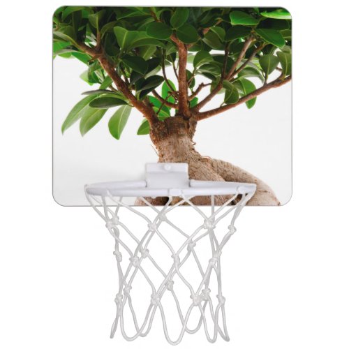 Ficus Ginseng Mini Basketball Hoop