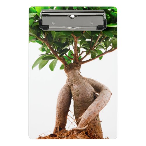 Ficus Ginseng Mini Clipboard