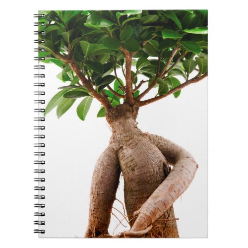 Ficus Ginseng Notebook