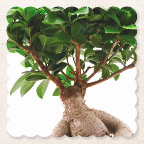 Ficus Ginseng Paper Coaster