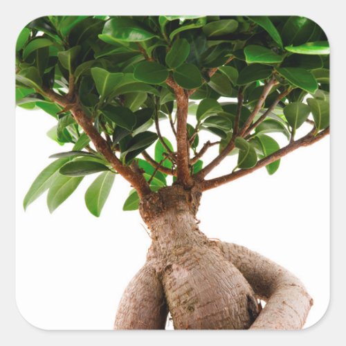 Ficus Ginseng Square Sticker