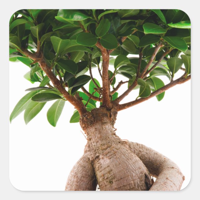 Ficus Ginseng Square Sticker (Front)