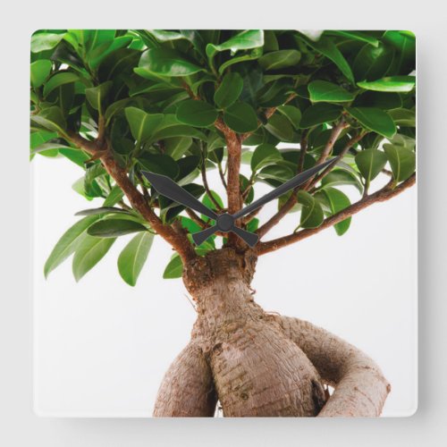 Ficus Ginseng Square Wall Clock