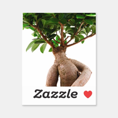 Ficus Ginseng Sticker