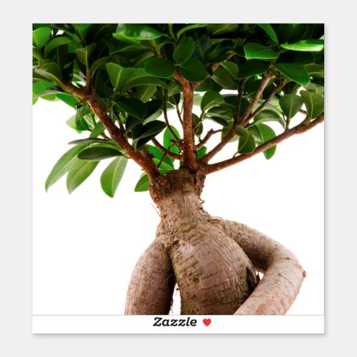 Ficus Ginseng Sticker