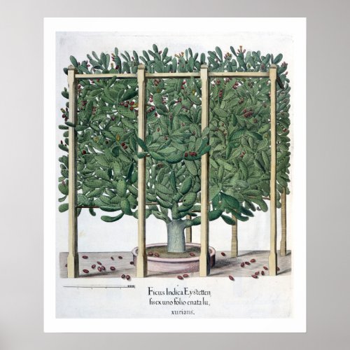 Ficus indica eystettensis from the Hortus Eystet Poster