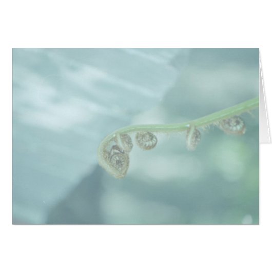 fiddle dee dee. (Front Horizontal)