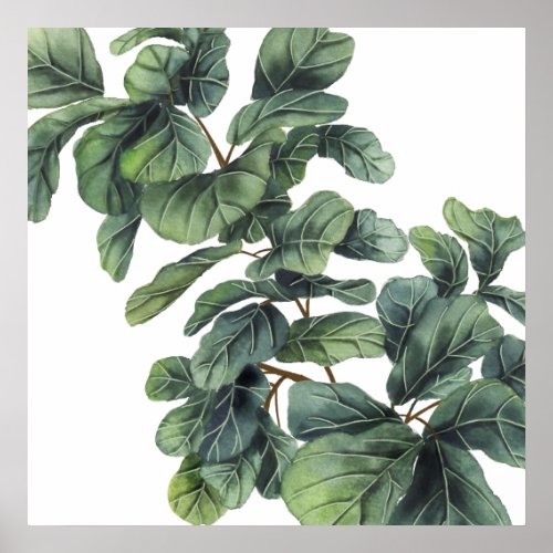 Fiddle Leaf Fig Plant Illustration Poster