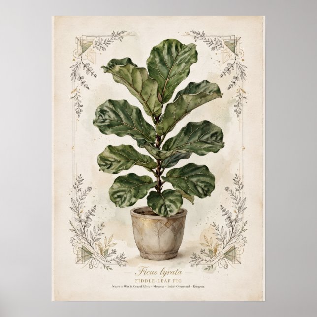 Fiddle-Leaf Fig Vintage Botanical Poster (Front)