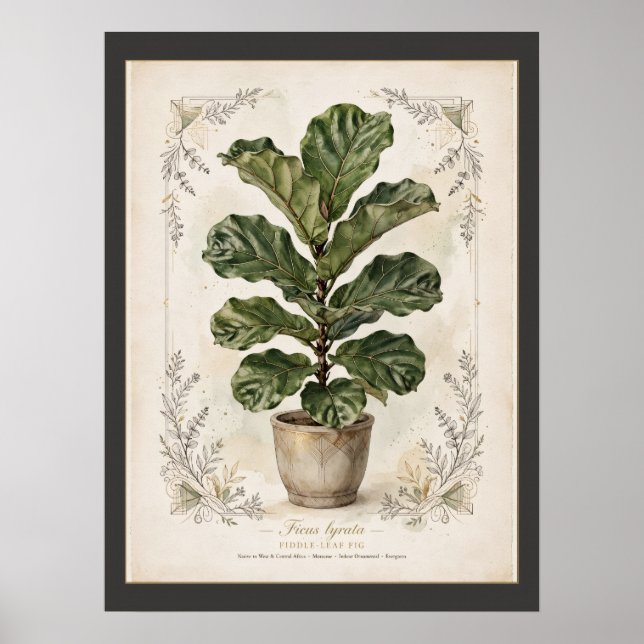 Fiddle-Leaf Fig Vintage Botanical Poster Matted (Front)