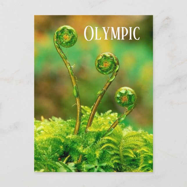 Fiddlehead Fern, Olympic National Park Postcard (Front)