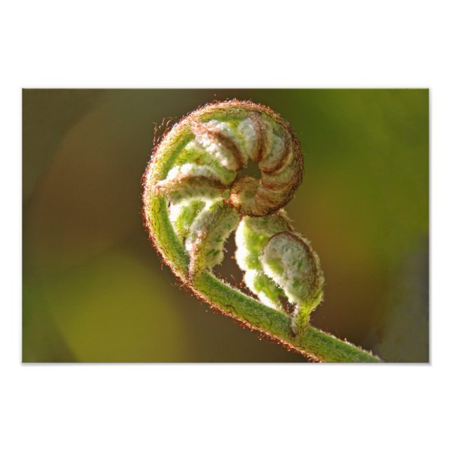 Fiddlehead Fern Photo Print (Front)