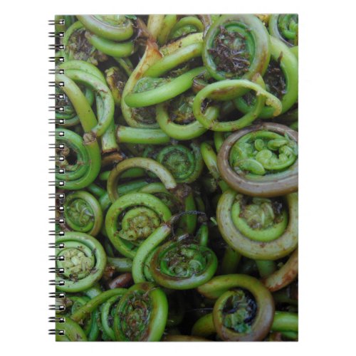 Fiddlehead Ferns Notebook