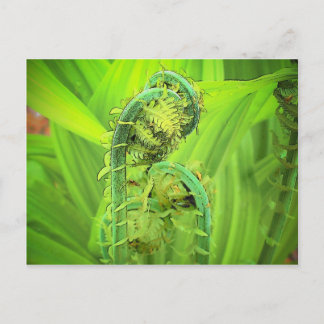 Fiddlehead Postcard