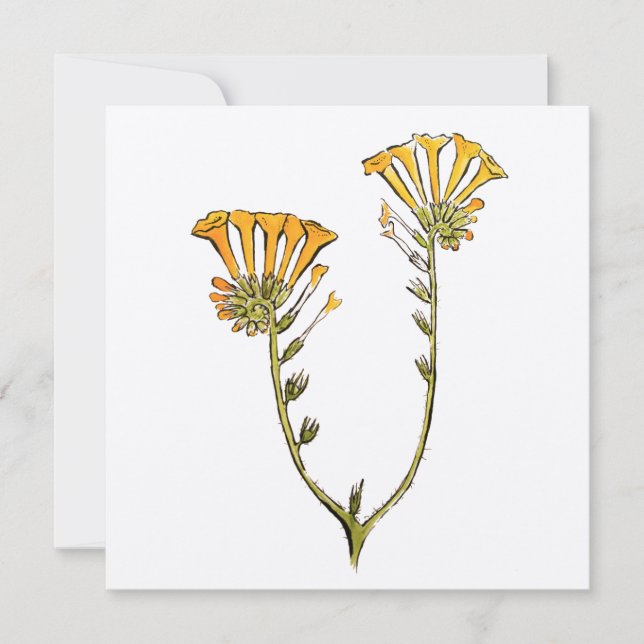 Fiddleneck Card (Front)