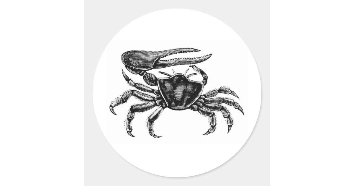 Fiddler Crab Drawing Classic Round Sticker Zazzle