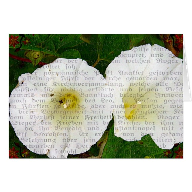 Field Bindweed Cards (Front Horizontal)