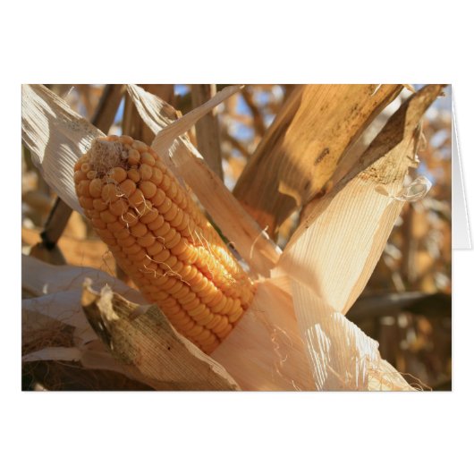 Field Corn on Stalk Cards (Front Horizontal)