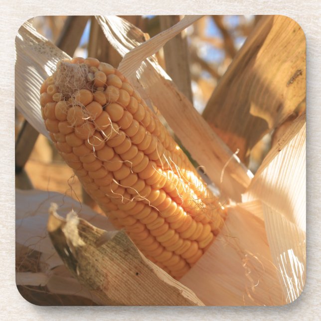 Field Corn on Stalk Coaster (Front)