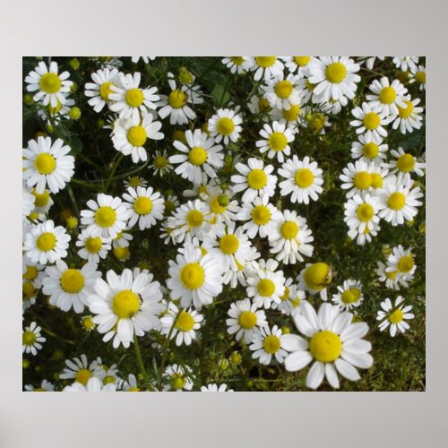 Field Daisy _Love_Me_Love_Me_Not_ Flowers Poster