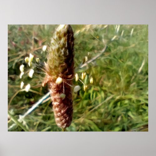 field flower with small petals poster