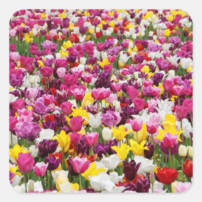 field full of tulips square sticker (Front)