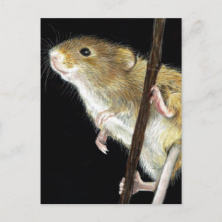 Field Mouse design Postcard