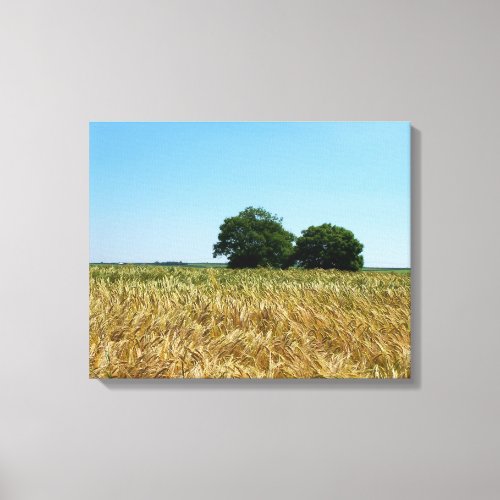 Field of Barley in Cornwall Photograph Canvas Print