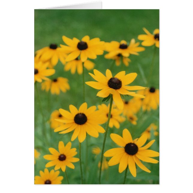 Field of Black Eyed Susies Cards (Front)