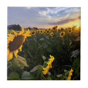 Field of Blooming Sunflowers Ceramic Tile
