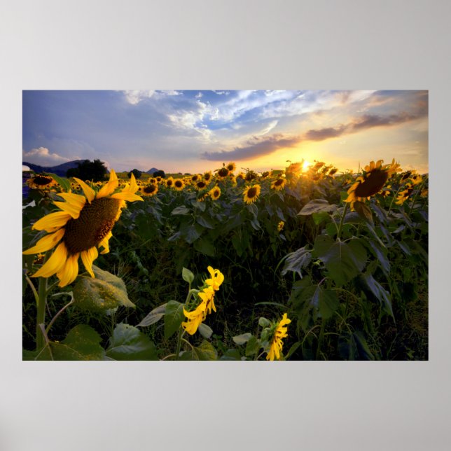 Field of Blooming Sunflowers Poster (Front)