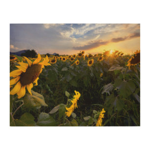 Field of Blooming Sunflowers Wood Wall Art