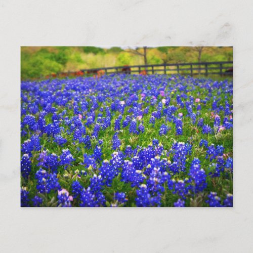 Field of Bluebonnets Postcard